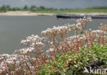 White Stonecrop (Sedum album)