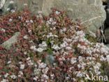 White Stonecrop (Sedum album)