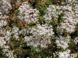 White Stonecrop (Sedum album)