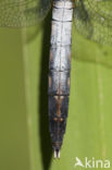 Witpuntoeverlibel (Orthetrum albistylum)