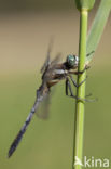 Witpuntoeverlibel (Orthetrum albistylum)