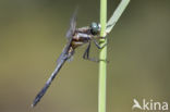 Witpuntoeverlibel (Orthetrum albistylum)