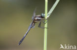 Witpuntoeverlibel (Orthetrum albistylum)