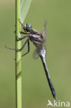 Witpuntoeverlibel (Orthetrum albistylum)