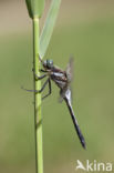 Witpuntoeverlibel (Orthetrum albistylum)