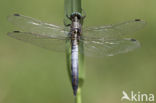 Witpuntoeverlibel (Orthetrum albistylum)