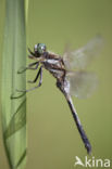 Witpuntoeverlibel (Orthetrum albistylum)