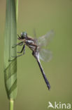 Witpuntoeverlibel (Orthetrum albistylum)