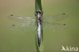 Witpuntoeverlibel (Orthetrum albistylum)