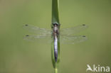 Witpuntoeverlibel (Orthetrum albistylum)