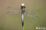 Witpuntoeverlibel (Orthetrum albistylum)