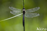 Witpuntoeverlibel (Orthetrum albistylum)