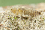Witpuntoeverlibel (Orthetrum albistylum)