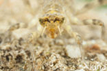 Witpuntoeverlibel (Orthetrum albistylum)