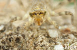 Witpuntoeverlibel (Orthetrum albistylum)