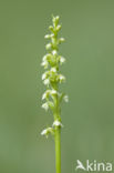 Small-white Orchis (Pseudorchis albida)