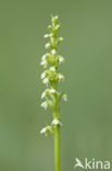 Witte muggenorchis (Pseudorchis albida) 