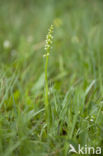 Small-white Orchis (Pseudorchis albida)