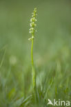 Small-white Orchis (Pseudorchis albida)