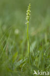 Small-white Orchis (Pseudorchis albida)