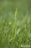 Small-white Orchis (Pseudorchis albida)