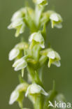 Witte muggenorchis (Pseudorchis albida) 