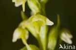 Small-white Orchis (Pseudorchis albida)