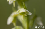 Witte muggenorchis (Pseudorchis albida) 