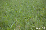 Small-white Orchis (Pseudorchis albida)