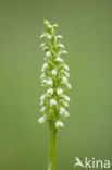 Small-white Orchis (Pseudorchis albida)