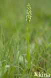 Witte muggenorchis (Pseudorchis albida) 