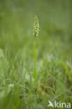 Small-white Orchis (Pseudorchis albida)