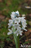 Witte sterhyacint (Scilla miczenkoana)