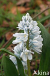 Witte sterhyacint (Scilla miczenkoana)