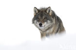 Grey Wolf (Canis lupus)
