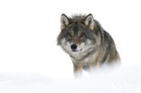 Grey Wolf (Canis lupus)