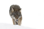 Grey Wolf (Canis lupus)