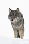 Grey Wolf (Canis lupus)