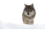 Grey Wolf (Canis lupus)