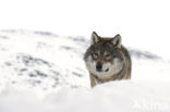 Grey Wolf (Canis lupus)