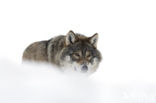 Grey Wolf (Canis lupus)