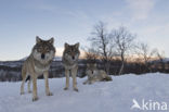 Grey Wolf (Canis lupus)