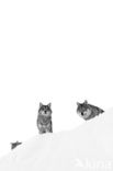 Grey Wolf (Canis lupus)