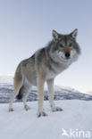 Grey Wolf (Canis lupus)