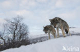 Grey Wolf (Canis lupus)