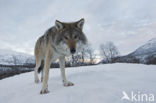 Grey Wolf (Canis lupus)