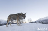 Grey Wolf (Canis lupus)