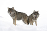 Grey Wolf (Canis lupus)