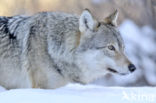 Grey Wolf (Canis lupus)