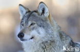 Grey Wolf (Canis lupus)